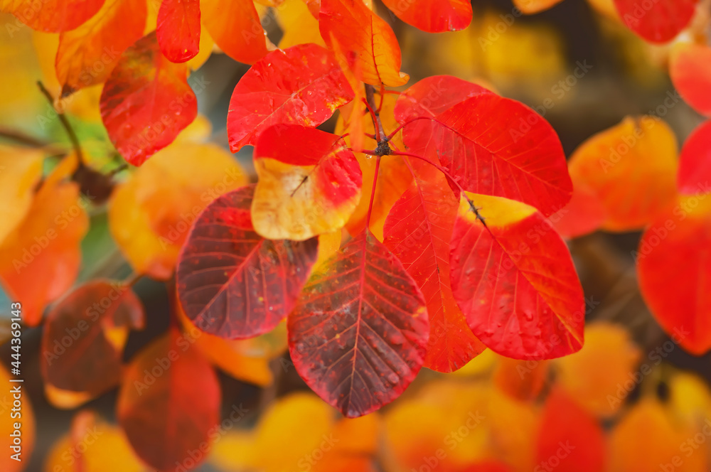 Multi coloured autumn leaves Multi coloured autumn leaves