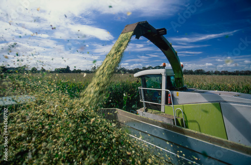 Large combine harvester harvesting maize crop photo