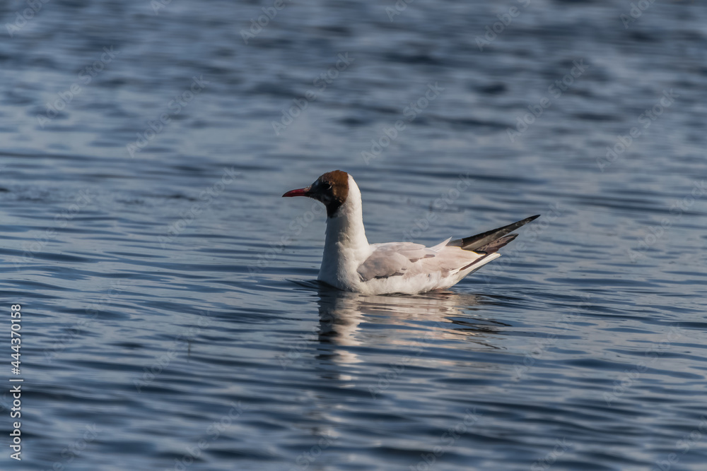 goose on the water goose on the water