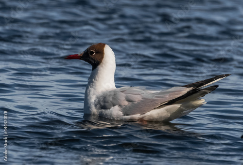 seagull on the water