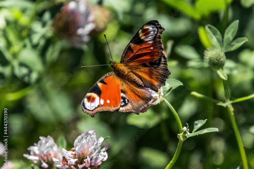 Obraz premium butterfly on flower