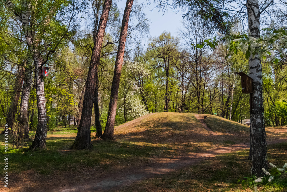 Fototapeta premium path in the forest