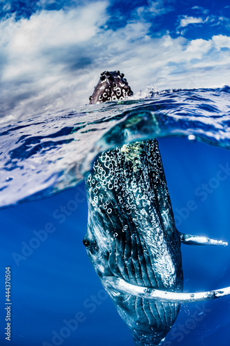 Underwater Photo, Humpback Whale (Megaptera novaeangliae) rising to the surface for a spyhop, Maui, Hawaii photo