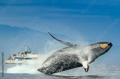 Humpback Whale (Megaptera novaeangliae) breaches in from of whale watching boat, Maui, Hawaii photo