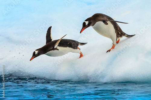Gentoo Penguins (Pygoscelis papua), jump from iceberg, Cuverville Island, Antarctica