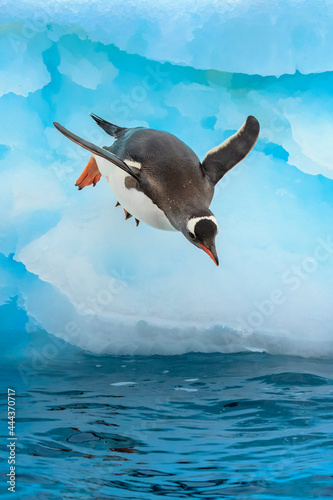 Gentoo Penguin (Pygoscelis papua), jumps from blue iceberg, Cuverville Island, Antarctica