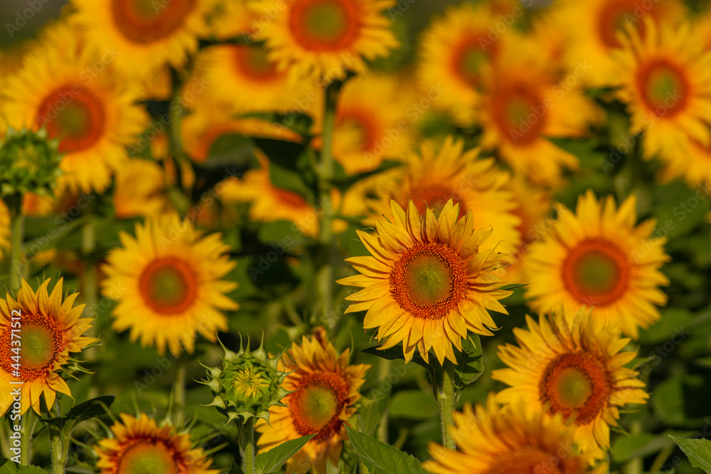 Sunflower cultivation at sunrise in the mountains Sunflower cultivation at sunrise in the mountains