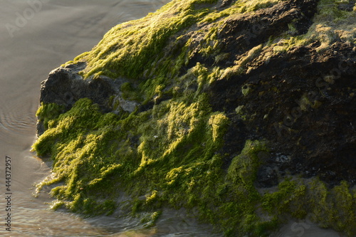 Green algae covered boulder at sea coast beach. Sea algae or Green moss stuck on stone. Rocks covered with green seaweed in sea water.