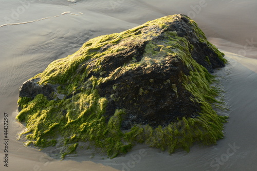 Green algae covered boulder at sea coast beach. Sea algae or Green moss stuck on stone. Rocks covered with green seaweed in sea water. photo