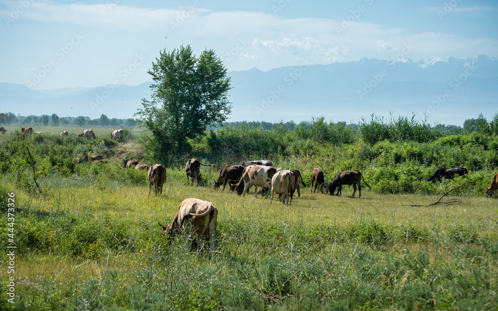herd of cows herd of cows