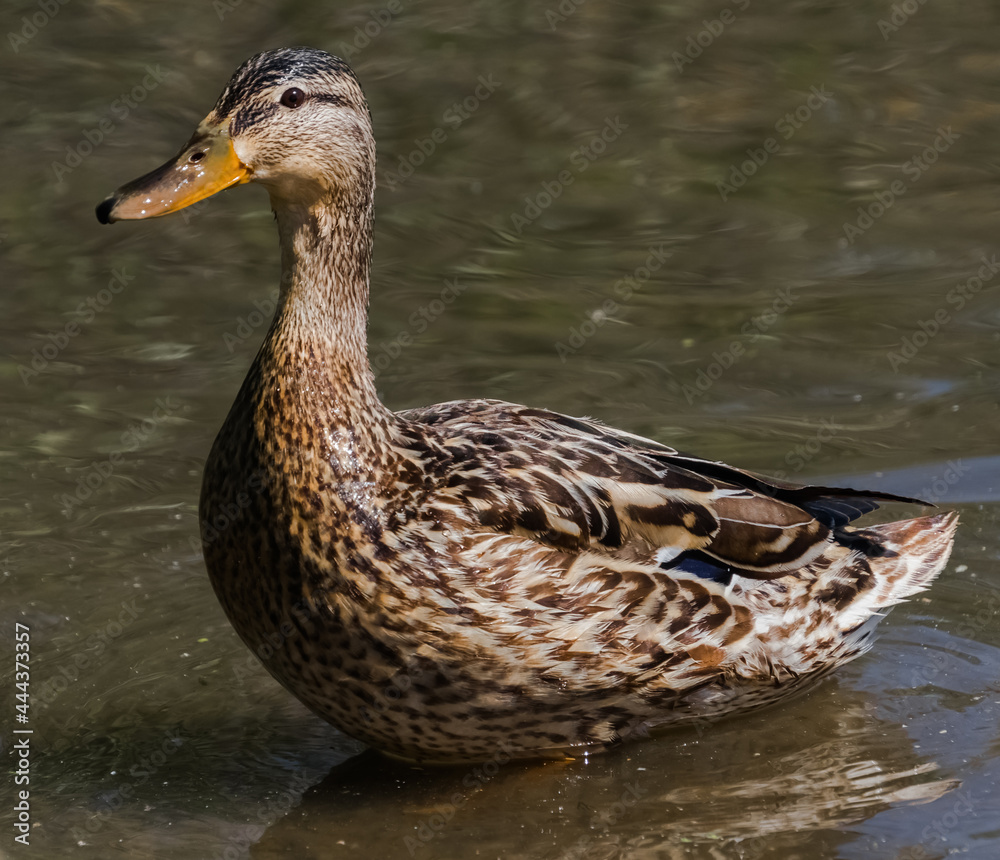 duck duck