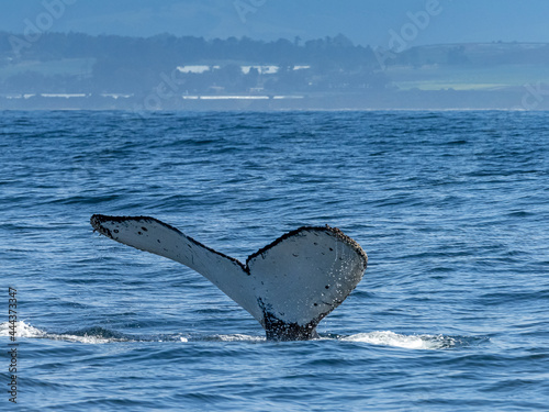 Fluke patterns are like fingerprints, whale named bottlenose, Humpback Whale (Megaptera novaeangliae) in Monterey Bay, Monterey Bay National Marine Refuge, California