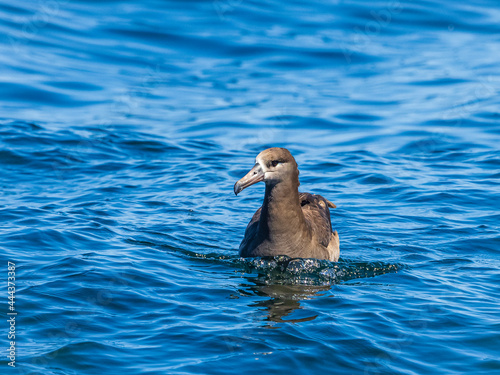 Black-footed Albatross (Phoebastria nigripes) resting on the Pacific Oceasn in Monterey Bay, California photo