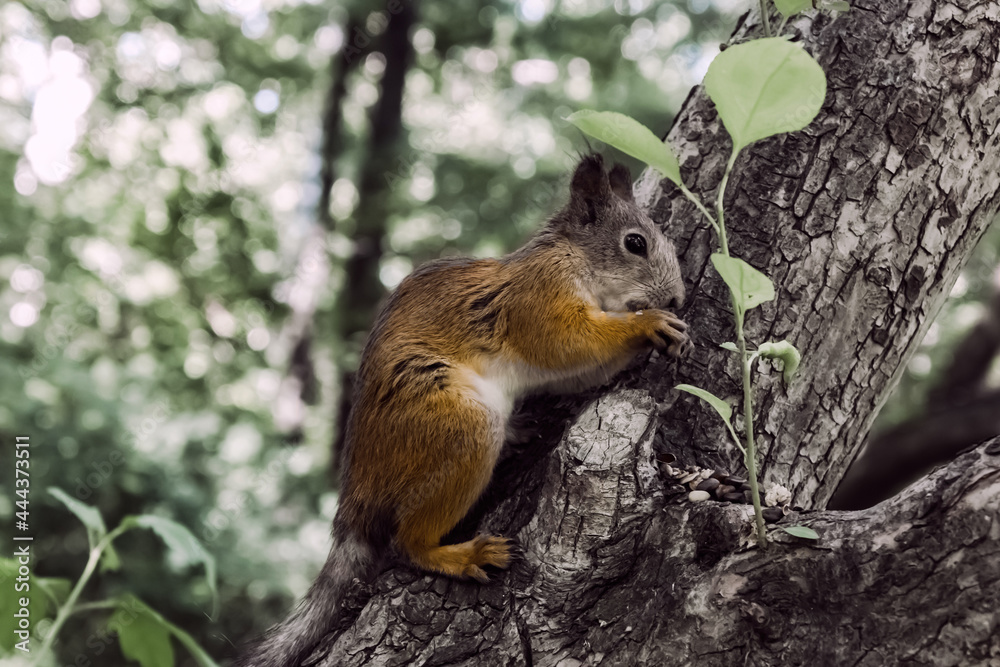 Obraz premium squirrel in the forest