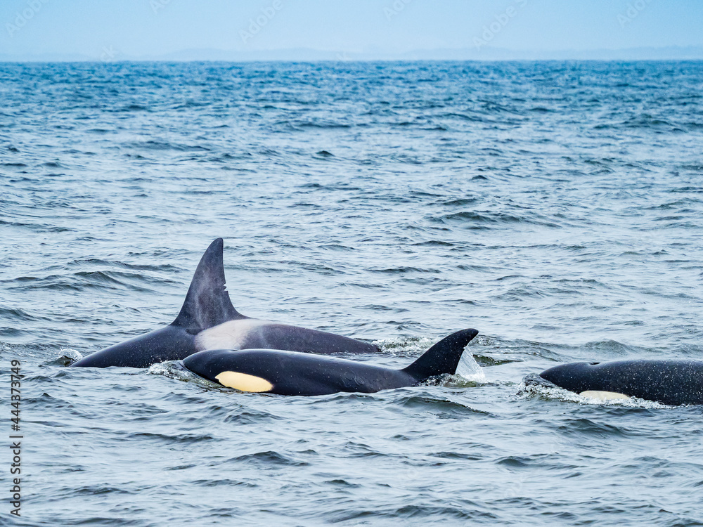 Transiant Killer Whales (Orca orcinus) in Monterey Bay, Monterey Bay National Marine Refuge, California Transiant Killer Whales (Orca orcinus) in Monterey Bay, Monterey Bay National Marine Refuge, California