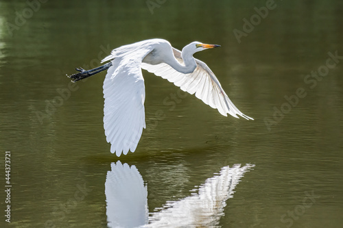 Murais de parede The eastern great egret, a white heron in the genus Ardea, is usually considered a subspecies of the great egret