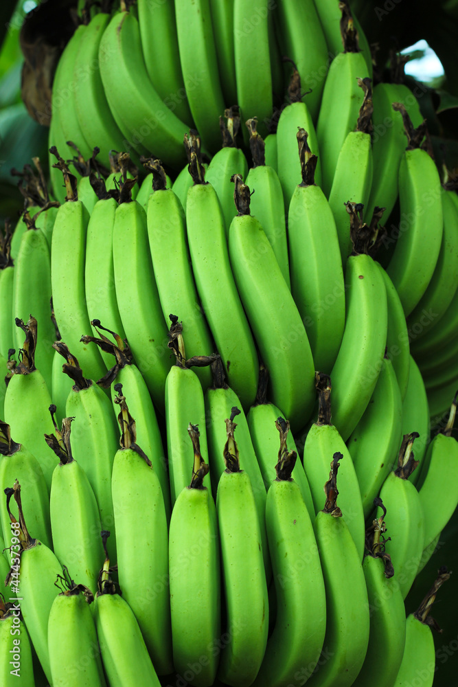 Green banana agriculture field in india