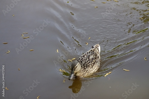 One single female wild duck swimming in pond's brown water. Duck reflecting or mirroring in the water. Kadriorg park, Tallinn, Estonia
