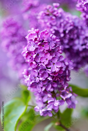 Bright beautiful lilac flowers, close up on a sunny spring morning