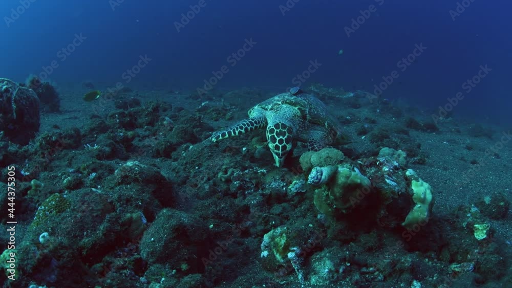 Hawksbill Sea Turtle is feeding on corals. Underwater world of Tulamben, Bali, Indonesia. Hawksbill Sea Turtle is feeding on corals. Underwater world of Tulamben, Bali, Indonesia.