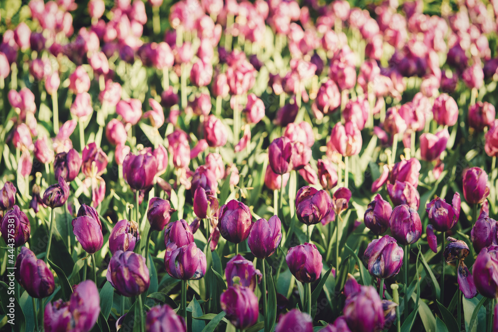 Obraz premium Bright flowers of tulips on a tulip field on a sunny morning