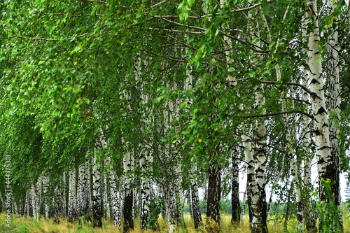 Birch Grove. The wind flutters the green foliage.