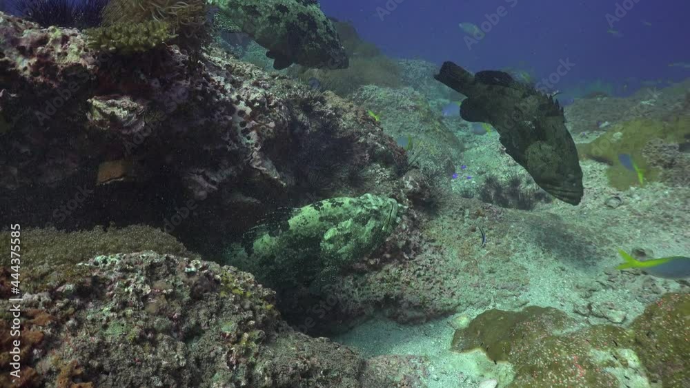 This is the 2nd part of a 4 minute video of fighting Brown-spotted Groupers (Epinephelus coioides). Minimum activity. At the very end, they begin to push each other. This is the 2nd part of a 4 minute video of fighting Brown-spotted Groupers (Epinephelus coioides). Minimum activity. At the very end, they begin to push each other.