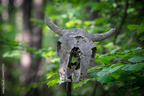Old cow skull mounted on a stick along the road in mixed forest