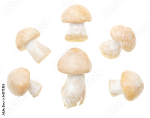 Mushroom Calocybe gambosa on a white background.