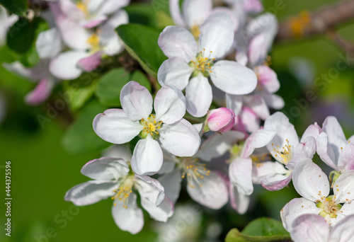 Fototapeta Naklejka Na Ścianę i Meble -  Flowers on the branches of an apple tree in spring.