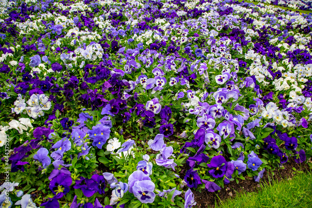 Naklejka premium A carpet of purple flowers in a city garden