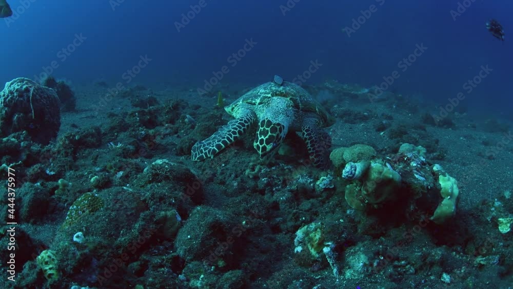 Hawksbill Sea Turtle is feeding on corals. Underwater world of Tulamben, Bali, Indonesia. Hawksbill Sea Turtle is feeding on corals. Underwater world of Tulamben, Bali, Indonesia.
