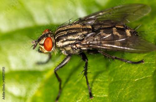 Close-up of a fly on a tree leaf.