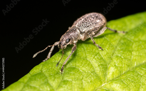 Close-up of a beetle on a leaf of a tree.