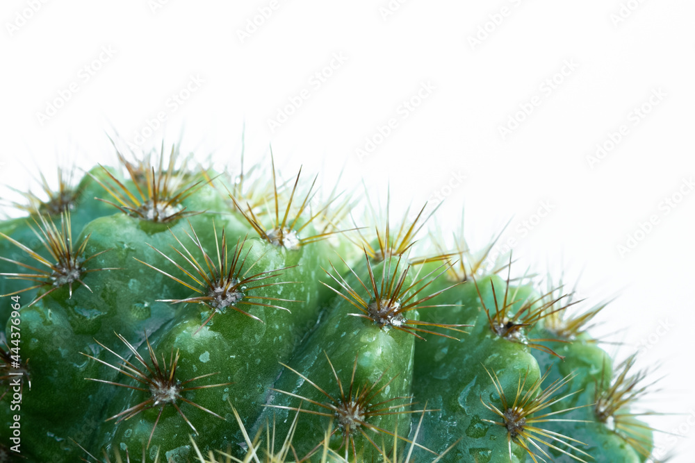 Echinopsis calochlora isolated on white background. Echinopsis calochlora isolated on white background.
