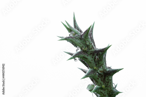 Huernia Blooming isolated on whited background.