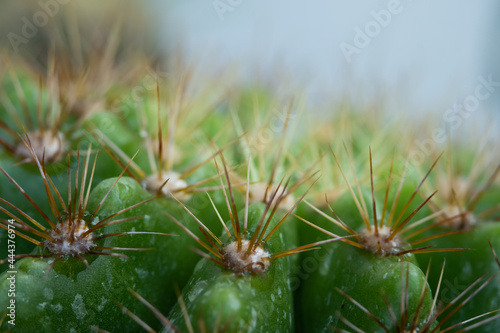 Close-up shot of a sharp pointed Echinopsis Calochlora Cactus.