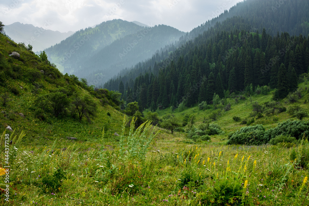 Obraz premium landscape in summer