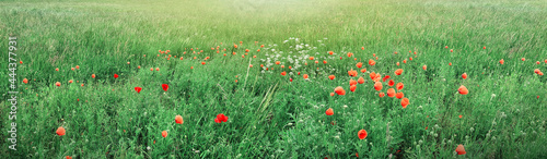 Poppies in the meadow wild poppy field.