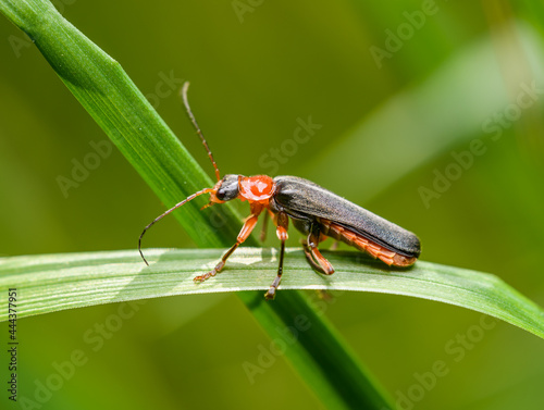 soldier beetle (Cantharis) on grass blade