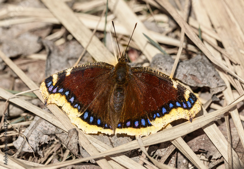 mourning cloak butterfly (Nymphalis antiopa) or Camberwell beauty on dry grass photo