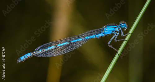 common blue damselfly, or northern bluet (Enallagma cyathigerum) on grass