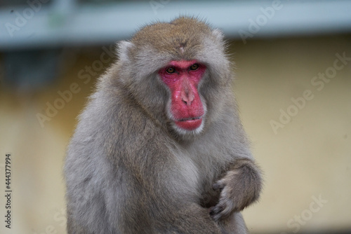 close up of a macaque © Pete
