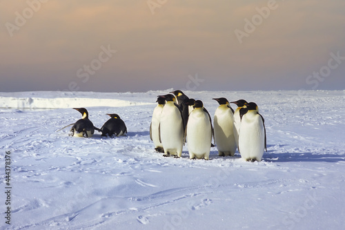 Group of Emperor penguin  Aptenodytes forsteri  on ice floe near the British Haley Antarctic station  Atka Bay  Weddell Sea  Antarctica