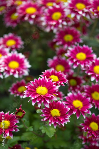 pink and white chrysanthemum