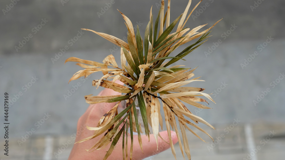 Fototapeta premium Tropical dry leaves on white background. Closeup view