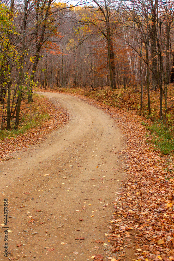 Autumn trees with winding dirt road  going through Maplewood State Park in Minnesota, USA.
