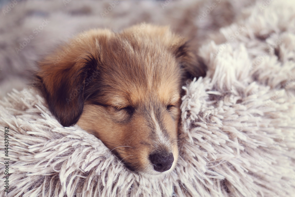 Cute Furry Little Puppy Sleeping on a Cuddle Fluffy Bed 8 week old Sable Shetland Sheepdog. Warm and Snuggly Cozy Winter Concept. Cute Furry Little Puppy Sleeping on a Cuddle Fluffy Bed 8 week old Sable Shetland Sheepdog. Warm and Snuggly Cozy Winter Concept.
