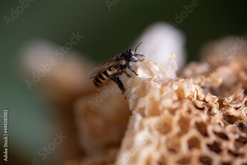 Worker bee in its hive in the wild