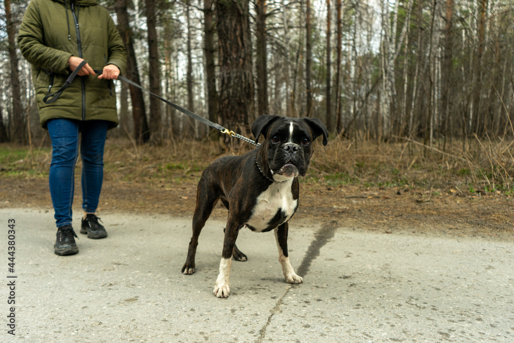 fighting dog boxer on a leash walking in the woods fighting dog boxer on a leash walking in the woods
